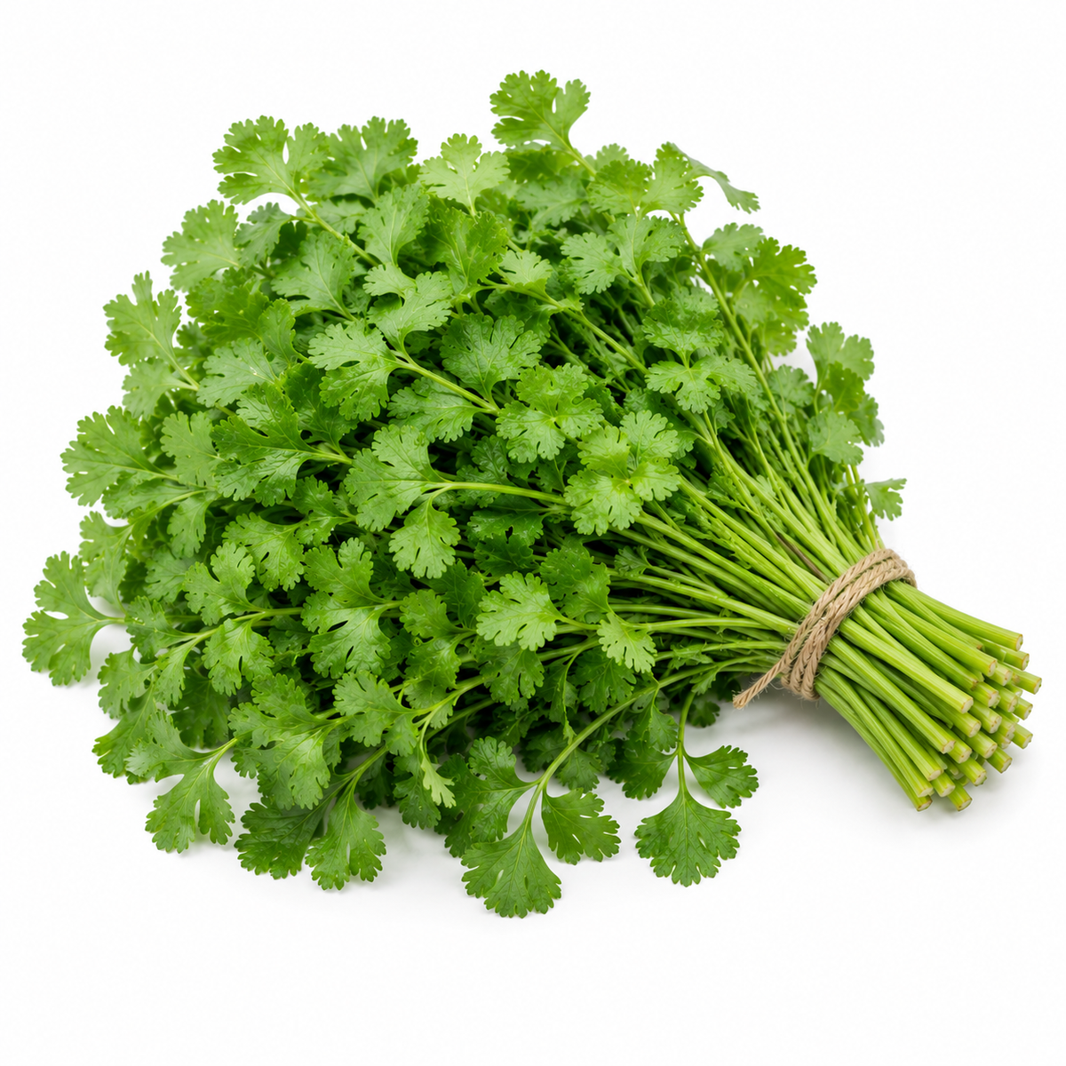 Coriander